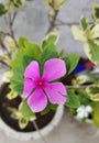 Pink catharanthus roseus flower.