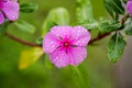 Pink Catharanthus roseus flower with blur background
