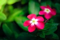 Pink Catharanthus roseus flower