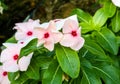 pink Catharanthus roseus flower