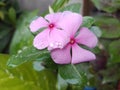 Pink Catharanthus roseus flowers blooming in the garden