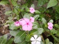 Pink Catharanthus roseus flowers blooming in a garden