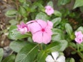 Pink Catharanthus roseus flowers blooming in a garden