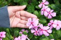 Pink catharanthus roseus in the garden. Royalty Free Stock Photo