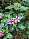 Pink Catharanthus roseus