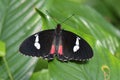 Pink Cattleheart butterfly