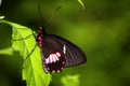 Pink Cattleheart Butterfly on a light green leaf