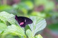 Pink cattleheart butterfly perched on lush green leaf