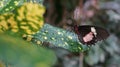 Pink Cattleheart Butterfly Transandean Cattleheart Butterfly Royalty Free Stock Photo