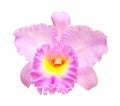 Pink Cattleya Royalty Free Stock Photo