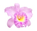 Pink Cattleya Royalty Free Stock Photo