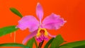 Pink cattleya orchid Royalty Free Stock Photo