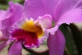 Pink cattleya orchid closeup Royalty Free Stock Photo
