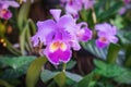 Orchid Flower on a garden