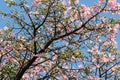 Pink ceiba speciosa