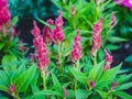 pink celosia in a flowerbed in a park Royalty Free Stock Photo