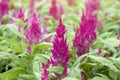 Pink Celosia Plumosa, Castle Series, cockscomb or hornbill with sunlight in garden on nature background. Royalty Free Stock Photo