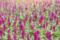 Pink Celosia Plumosa, Castle Series, cockscomb or hornbill with sunlight in garden. Royalty Free Stock Photo