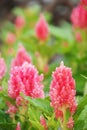 Pink Celosia Plumosa in potted, Pot plants in greenhouse