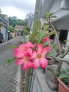 Pink cempaka flowers bloom on the side of the alley road Royalty Free Stock Photo