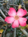 Pink cempaka flowers with leaves that are starting to dry out