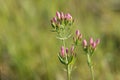 Pink Centaury flowers Royalty Free Stock Photo