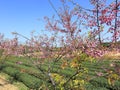 Pink cerasus serrulata in the tea gardens, adobe rgb