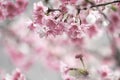 Pink cerry blossoms Royalty Free Stock Photo