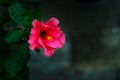 Pink Chaba flower on a dark green background