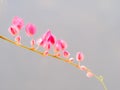 Pink Chain of Love Flowers Hanging Royalty Free Stock Photo