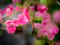 Pink Chain of Love Flowers Hanging Royalty Free Stock Photo