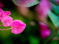 Pink Chain of Love Flowers Hanging Royalty Free Stock Photo