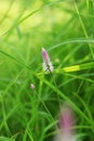 Pink chainese Wool flower on blurred green background . Celosia argentea. pink Cockscomb flower