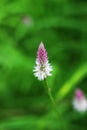 Pink chainese Wool flower on blurred green background . Celosia argentea. pink Cockscomb flower Royalty Free Stock Photo