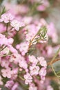 Pink chamelaucium close up. Wax flower on gray background, copy space. The work of the florist at a flower shop. Fresh Royalty Free Stock Photo