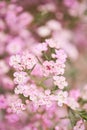 Pink chamelaucium close up. Wax flower on gray background, copy space. The work of the florist at a flower shop. Fresh Royalty Free Stock Photo