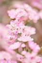 Pink chamelaucium close up. Wax flower on gray background, copy space. The work of the florist at a flower shop. Fresh Royalty Free Stock Photo