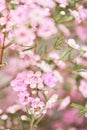 Pink chamelaucium close up. Wax flower on gray background, copy space. The work of the florist at a flower shop. Fresh Royalty Free Stock Photo