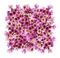 Pink chamelaucium flowers in a square flat arrangement isolated on white