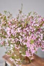 Pink chamelaucium, wax flower on gray background, copy space. The work of the florist at a flower shop. Fresh cut flower Royalty Free Stock Photo