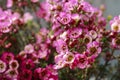 Pink chamelaucium wax flower Royalty Free Stock Photo