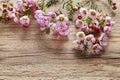 Pink chamelaucium wax flower on wooden background Royalty Free Stock Photo