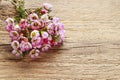 Pink chamelaucium wax flower on wooden background Royalty Free Stock Photo