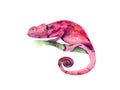 Pink chameleon on a branch.