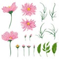 Pink chamomile flowers, leaves and buds set. Rustic floral design elements