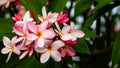 Pink champa flowers in the garden