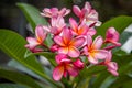 Pink champa flowers in Indonesia