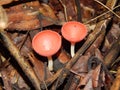 Pink Champagne (Cookeina speciosa) Cup Fungi on decay wood Royalty Free Stock Photo