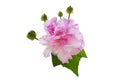 Pink Changeable Roso, Hibiscus mutabilis L. isolated on white background Royalty Free Stock Photo