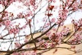 Pink cheery blossom Royalty Free Stock Photo